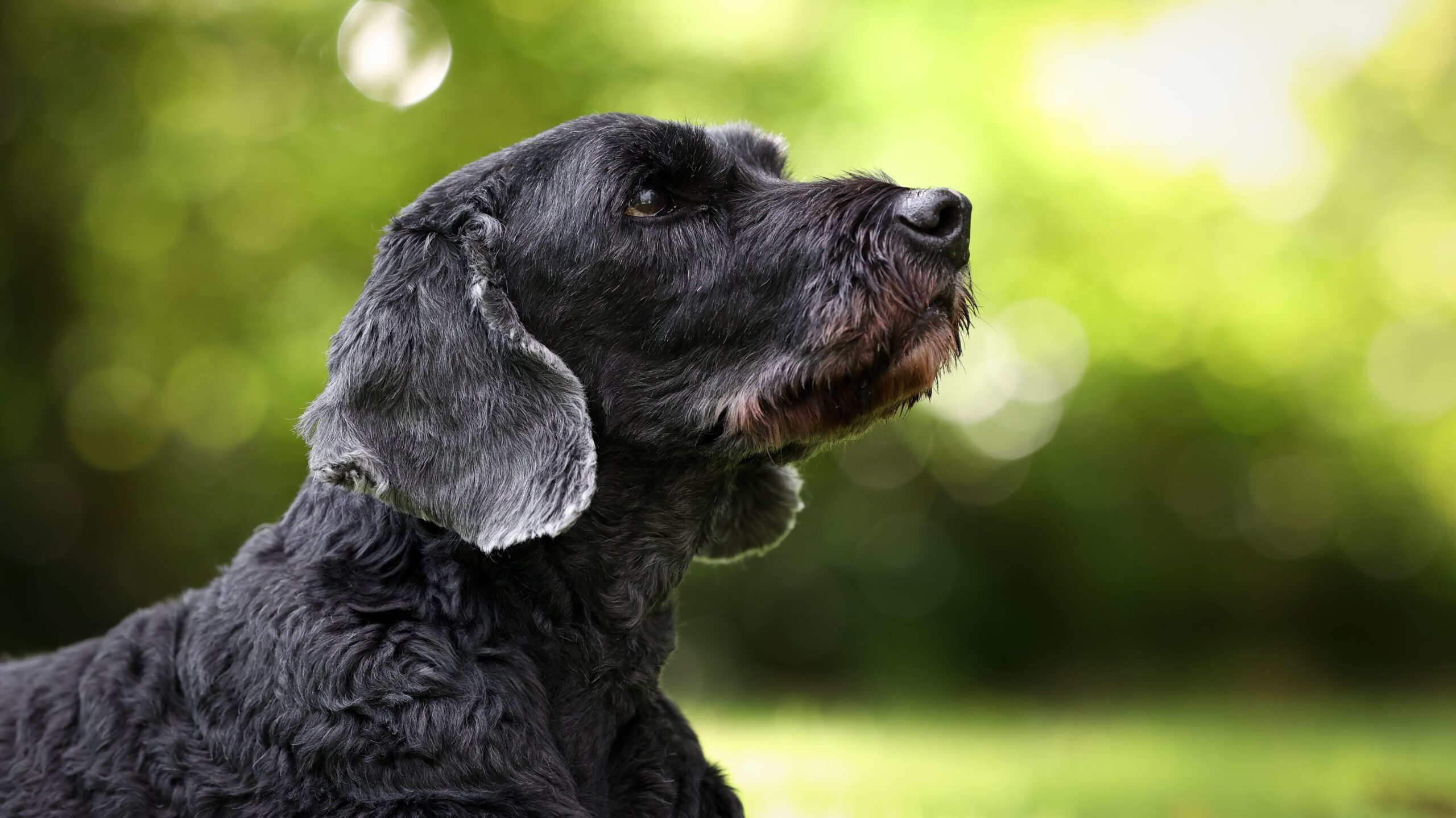 Schulhund Tommy Schulhund Tommy