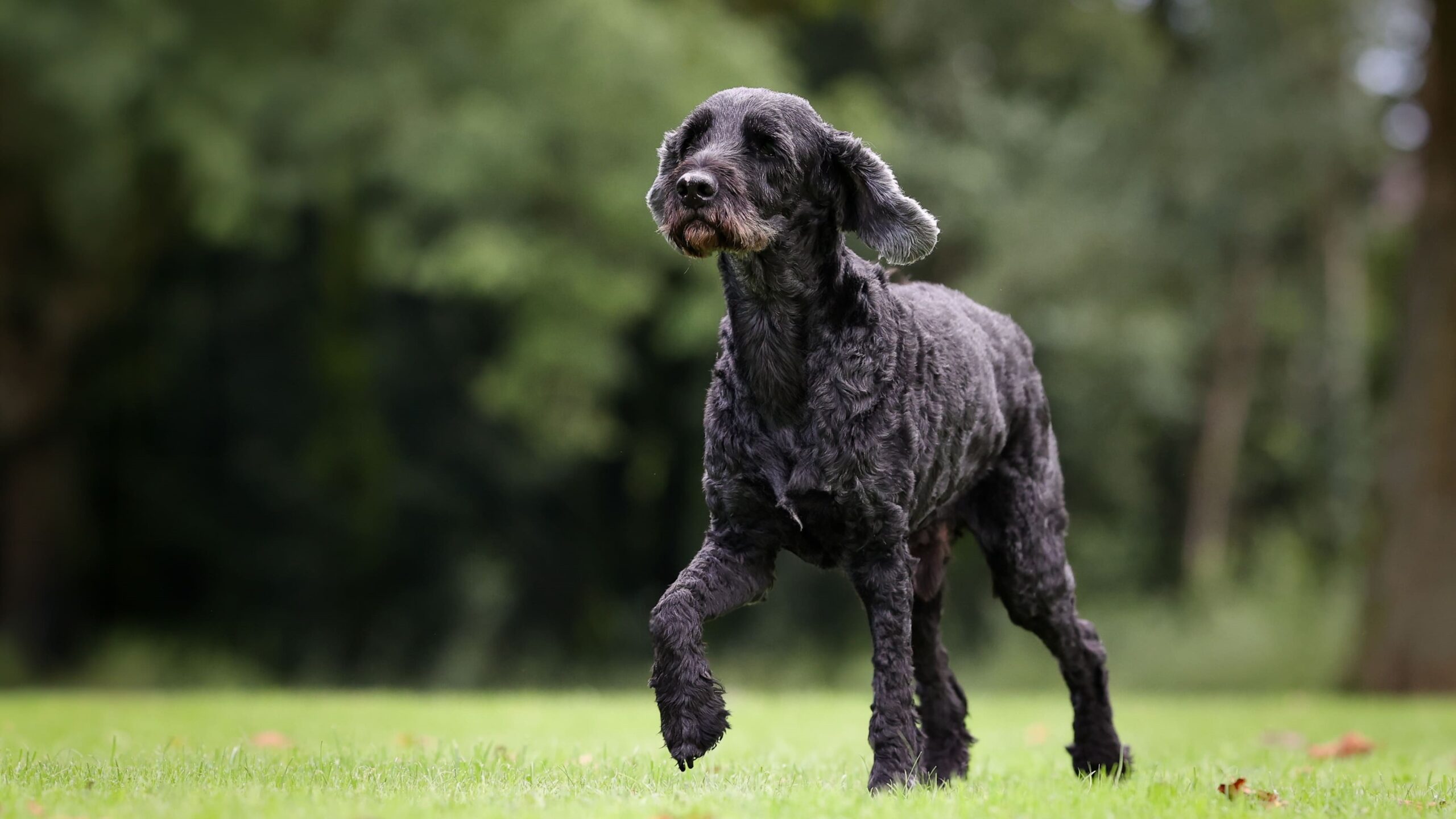 Tommy, unser erster Schulhund, hat seine letzte Reise angetreten