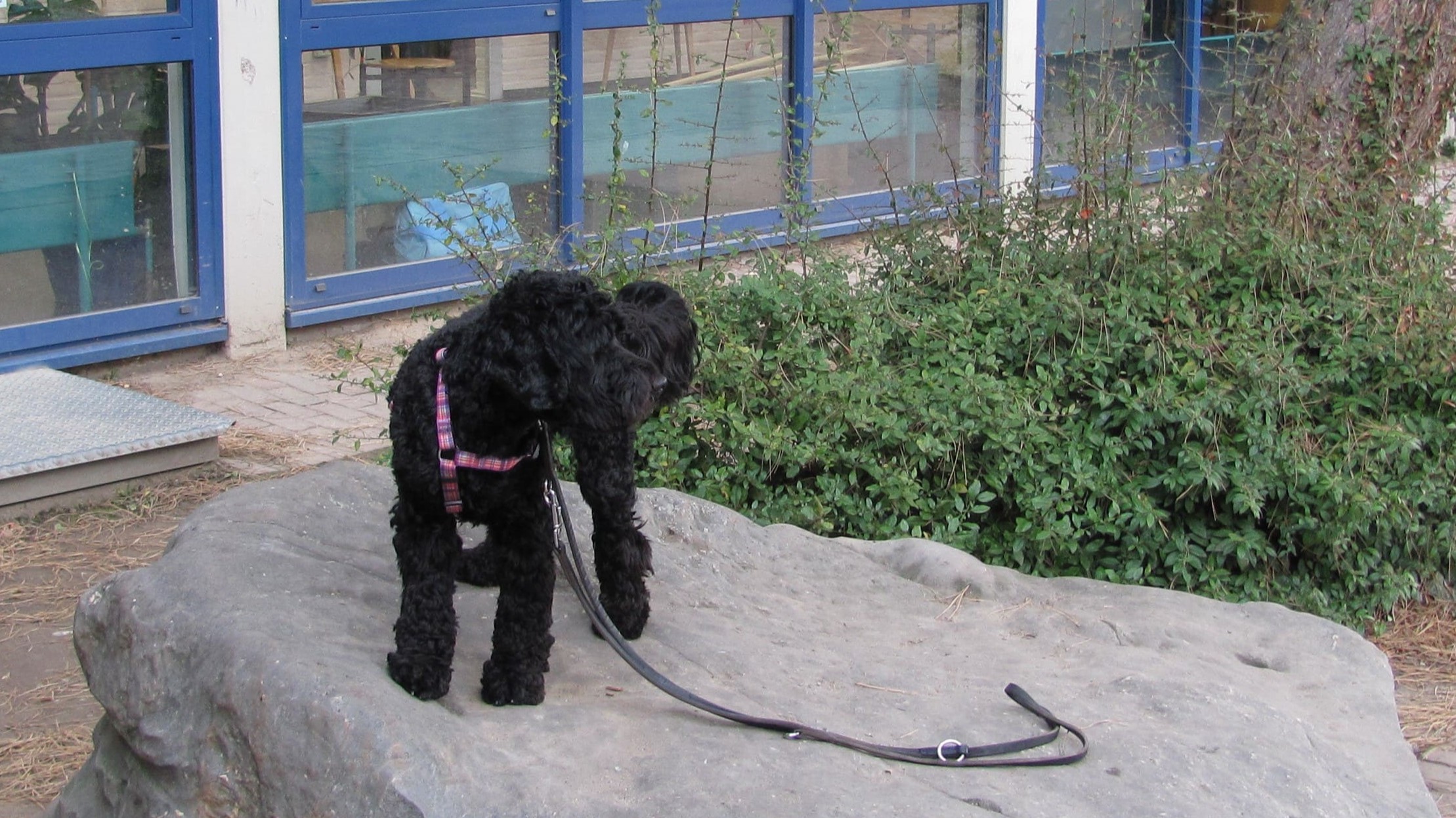 Schulhund Tommy Schulhund Tommy