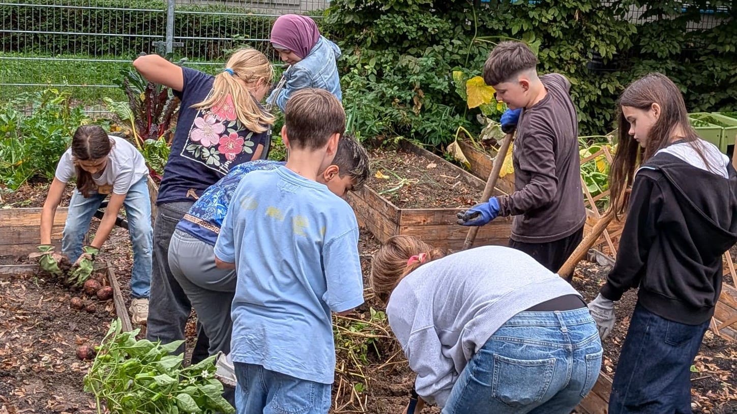 Kartoffelernte im Schulgarten